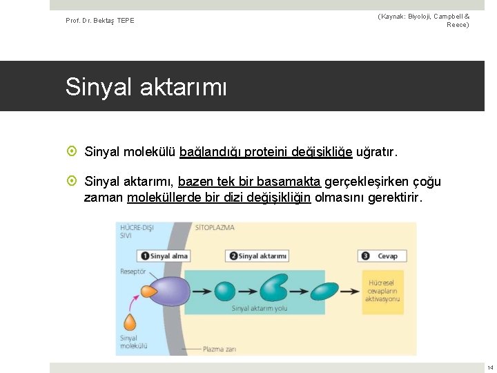 Prof. Dr. Bektaş TEPE (Kaynak: Biyoloji, Campbell & Reece) Sinyal aktarımı Sinyal molekülü bağlandığı