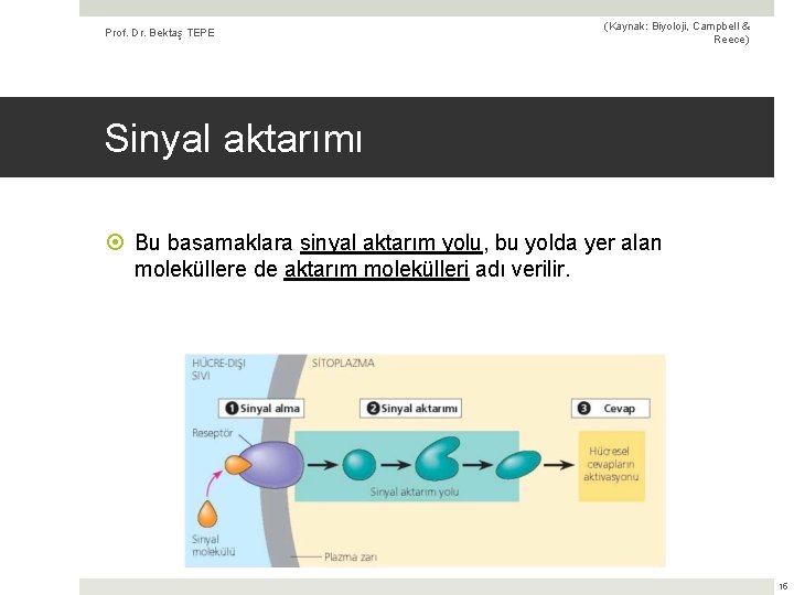 Prof. Dr. Bektaş TEPE (Kaynak: Biyoloji, Campbell & Reece) Sinyal aktarımı Bu basamaklara sinyal