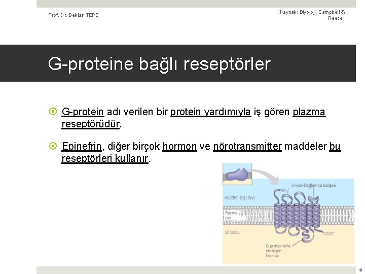 Prof. Dr. Bektaş TEPE (Kaynak: Biyoloji, Campbell & Reece) G-proteine bağlı reseptörler G-protein adı