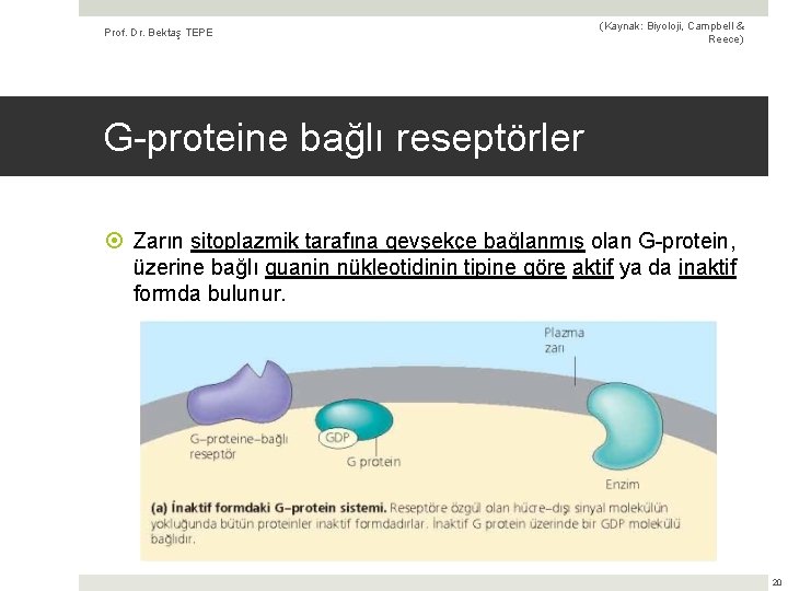 Prof. Dr. Bektaş TEPE (Kaynak: Biyoloji, Campbell & Reece) G-proteine bağlı reseptörler Zarın sitoplazmik