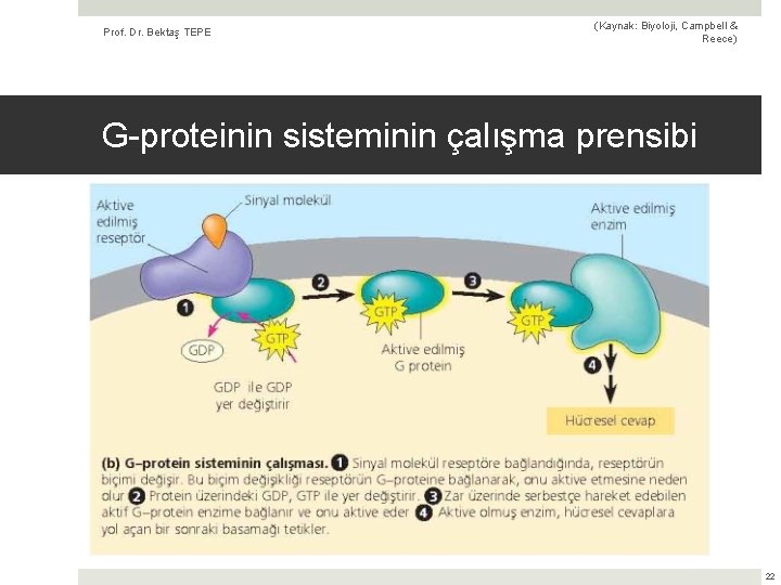 Prof. Dr. Bektaş TEPE (Kaynak: Biyoloji, Campbell & Reece) G-proteinin sisteminin çalışma prensibi 22