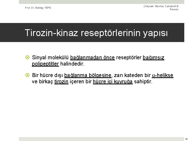 Prof. Dr. Bektaş TEPE (Kaynak: Biyoloji, Campbell & Reece) Tirozin-kinaz reseptörlerinin yapısı Sinyal molekülü