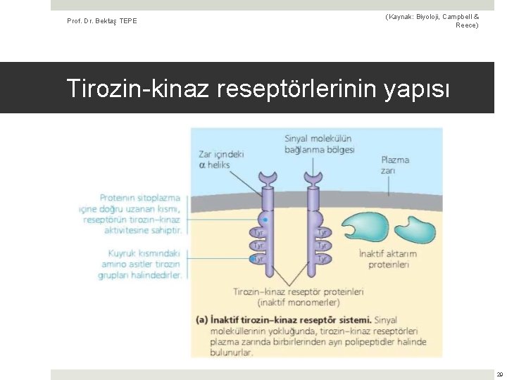 Prof. Dr. Bektaş TEPE (Kaynak: Biyoloji, Campbell & Reece) Tirozin-kinaz reseptörlerinin yapısı 29 