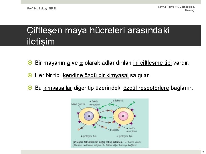 Prof. Dr. Bektaş TEPE (Kaynak: Biyoloji, Campbell & Reece) Çiftleşen maya hücreleri arasındaki iletişim