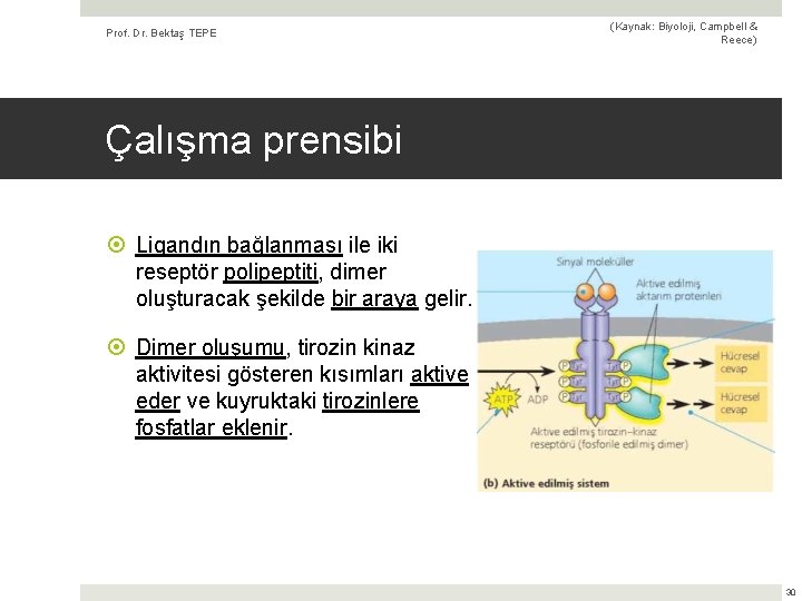 Prof. Dr. Bektaş TEPE (Kaynak: Biyoloji, Campbell & Reece) Çalışma prensibi Ligandın bağlanması ile
