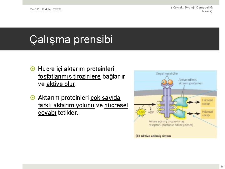 Prof. Dr. Bektaş TEPE (Kaynak: Biyoloji, Campbell & Reece) Çalışma prensibi Hücre içi aktarım