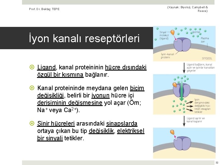 Prof. Dr. Bektaş TEPE (Kaynak: Biyoloji, Campbell & Reece) İyon kanalı reseptörleri Ligand, kanal