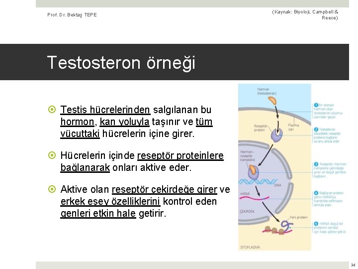 Prof. Dr. Bektaş TEPE (Kaynak: Biyoloji, Campbell & Reece) Testosteron örneği Testis hücrelerinden salgılanan