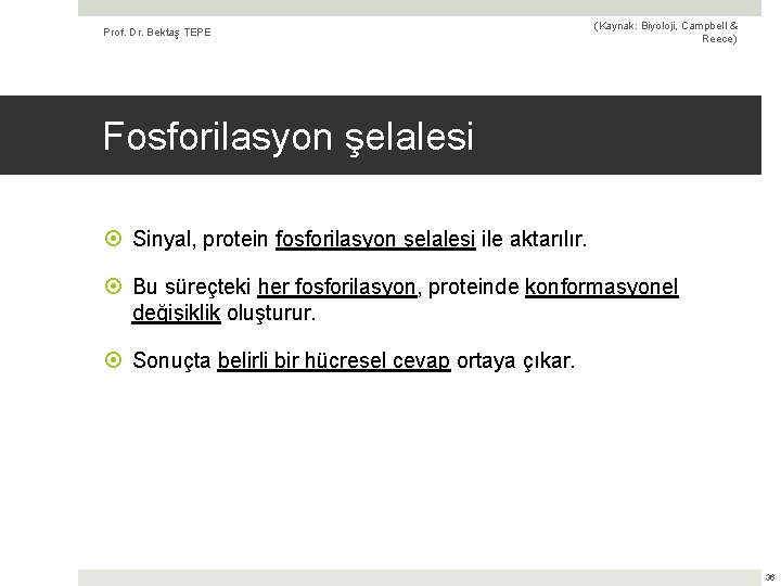 Prof. Dr. Bektaş TEPE (Kaynak: Biyoloji, Campbell & Reece) Fosforilasyon şelalesi Sinyal, protein fosforilasyon