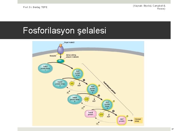 Prof. Dr. Bektaş TEPE (Kaynak: Biyoloji, Campbell & Reece) Fosforilasyon şelalesi 37 