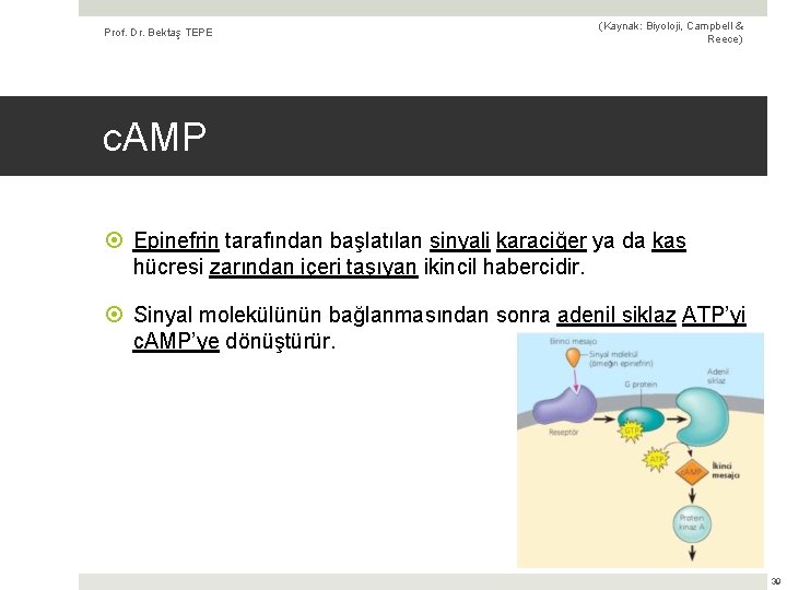 Prof. Dr. Bektaş TEPE (Kaynak: Biyoloji, Campbell & Reece) c. AMP Epinefrin tarafından başlatılan