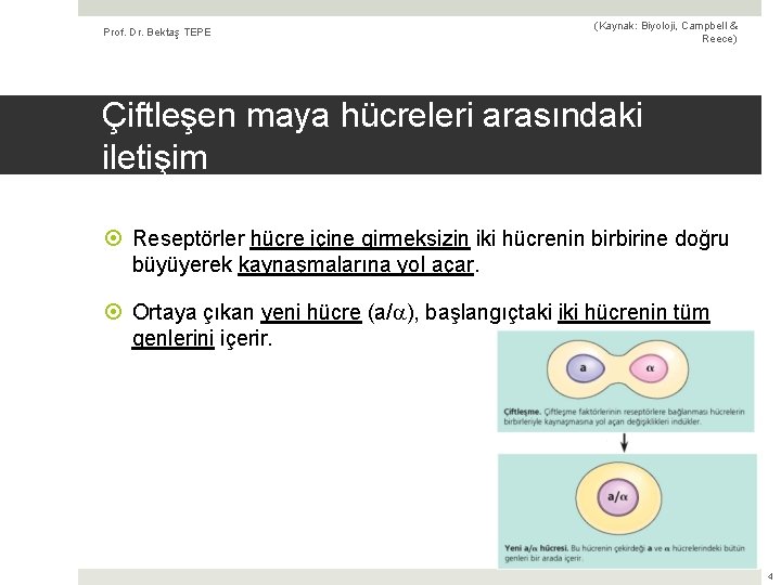 Prof. Dr. Bektaş TEPE (Kaynak: Biyoloji, Campbell & Reece) Çiftleşen maya hücreleri arasındaki iletişim