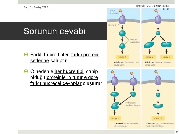 Prof. Dr. Bektaş TEPE (Kaynak: Biyoloji, Campbell & Reece) Sorunun cevabı Farklı hücre tipleri