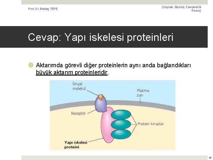 Prof. Dr. Bektaş TEPE (Kaynak: Biyoloji, Campbell & Reece) Cevap: Yapı iskelesi proteinleri Aktarımda