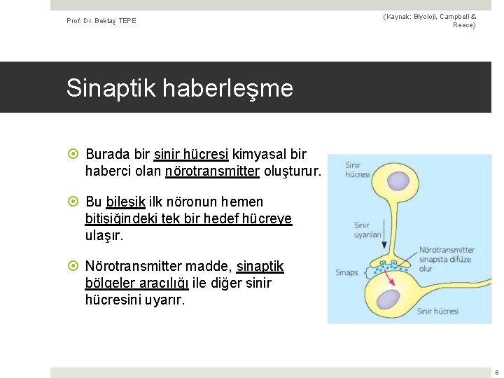 Prof. Dr. Bektaş TEPE (Kaynak: Biyoloji, Campbell & Reece) Sinaptik haberleşme Burada bir sinir