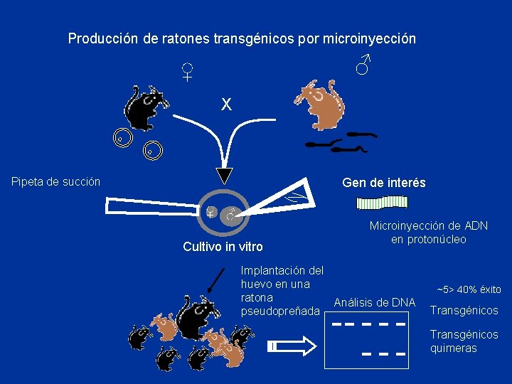 Producción de ratones transgénicos por microinyección ♂ ♀ X Pipeta de succión Gen de
