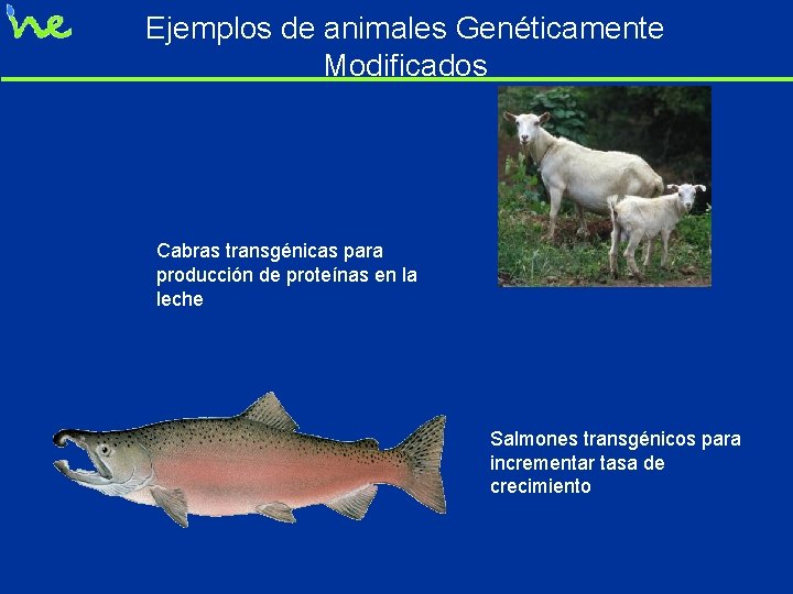 Ejemplos de animales Genéticamente Modificados Cabras transgénicas para producción de proteínas en la leche