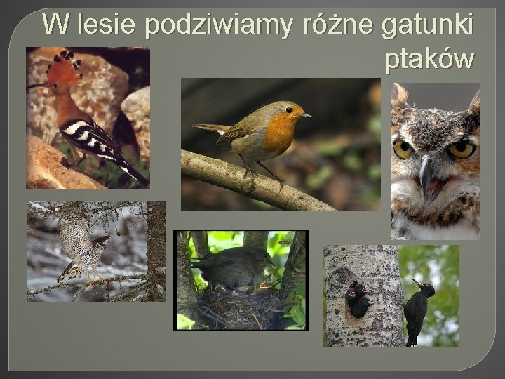 W lesie podziwiamy różne gatunki ptaków 