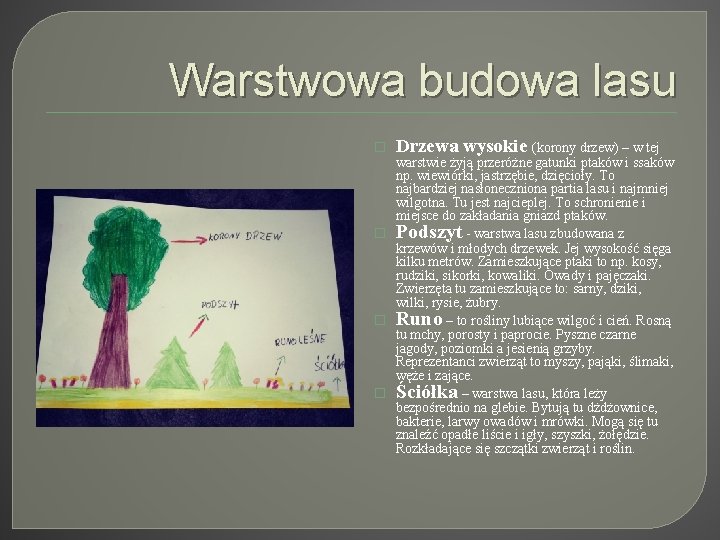 Warstwowa budowa lasu � Drzewa wysokie (korony drzew) – w tej warstwie żyją przeróżne