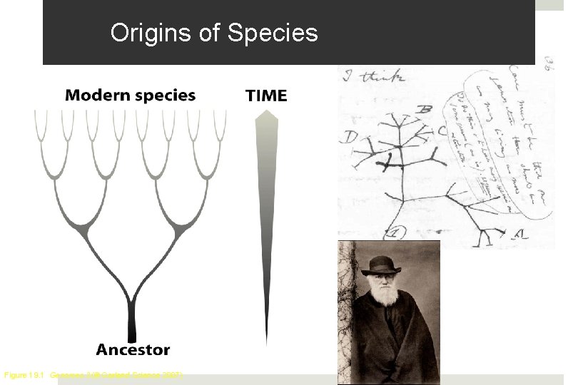 Origins of Species Figure 19. 1 Genomes 3 (© Garland Science 2007) 