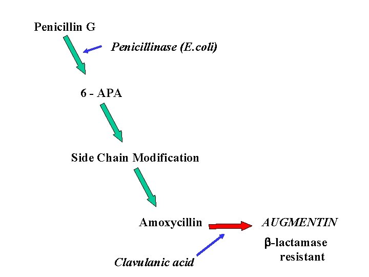 Penicillin G Penicillinase (E. coli) 6 - APA Side Chain Modification Amoxycillin Clavulanic acid