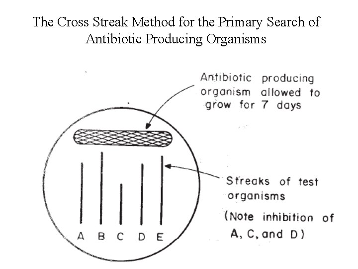 The Cross Streak Method for the Primary Search of Antibiotic Producing Organisms 