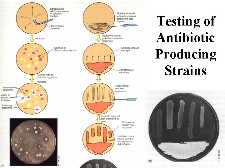 Testing of Antibiotic Producing Strains 