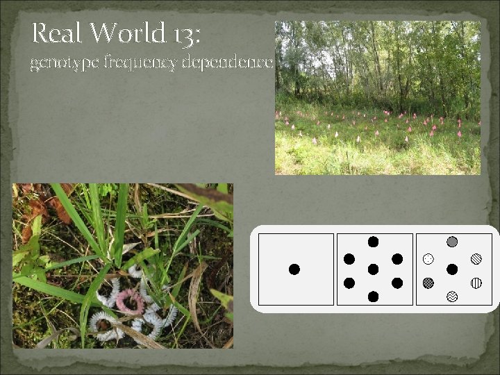 Real World 13: genotype frequency dependence 