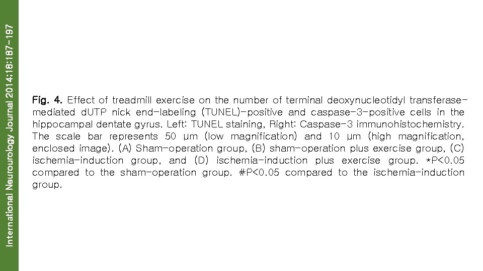 International Neurourology Journal 2014; 18: 187 -197 Fig. 4. Effect of treadmill exercise on
