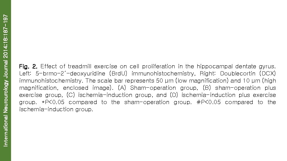 International Neurourology Journal 2014; 18: 187 -197 Fig. 2. Effect of treadmill exercise on