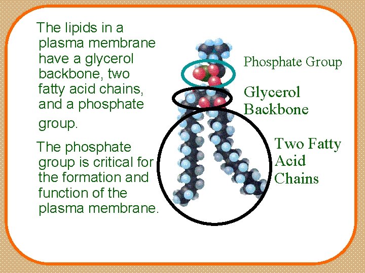 The lipids in a plasma membrane have a glycerol backbone, two fatty acid chains,
