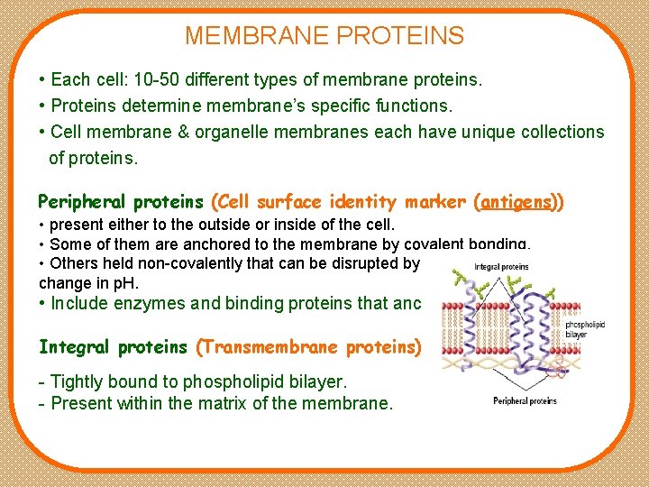 MEMBRANE PROTEINS • Each cell: 10 -50 different types of membrane proteins. • Proteins