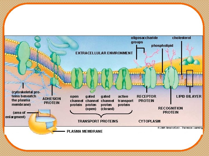 oligosaccharide cholesterol groups phospholipid EXTRACELLULAR ENVIRONMENT (cytoskeletal proteins beneatch ADHESION the plasma PROTEIN membrane)