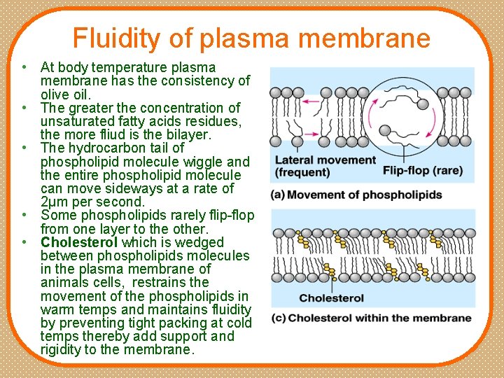 Fluidity of plasma membrane • At body temperature plasma membrane has the consistency of