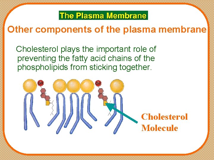 Other components of the plasma membrane Cholesterol plays the important role of preventing the