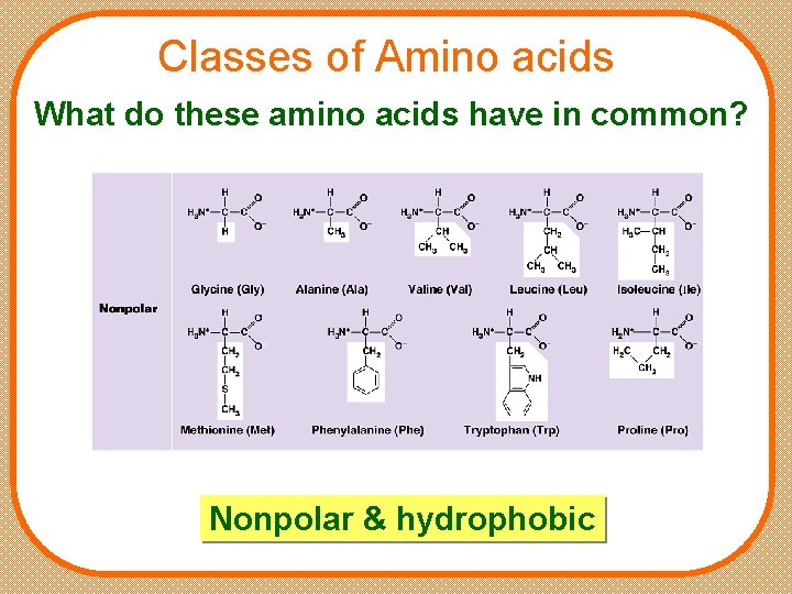 Classes of Amino acids What do these amino acids have in common? Nonpolar &