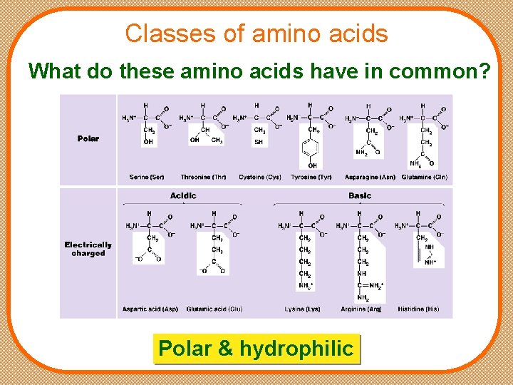 Classes of amino acids What do these amino acids have in common? Polar &
