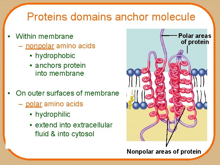 Proteins domains anchor molecule • Within membrane – nonpolar amino acids • hydrophobic •