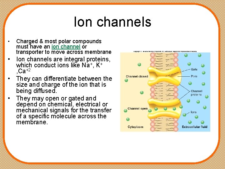 Ion channels • Charged & most polar compounds must have an ion channel or
