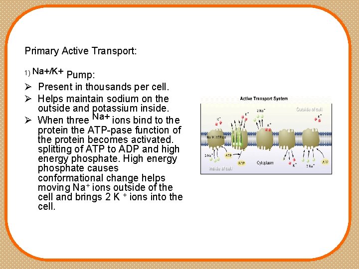 Primary Active Transport: 1) Na+/K+ Pump: Ø Present in thousands per cell. Ø Helps