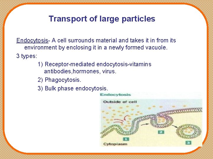 Transport of large particles Endocytosis- A cell surrounds material and takes it in from