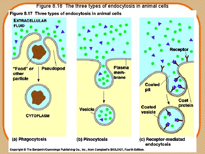 Figure 8. 18 The three types of endocytosis in animal cells 