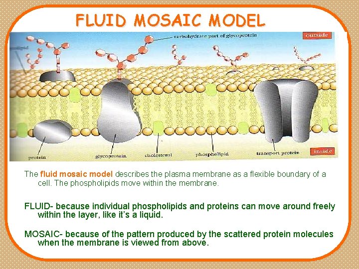 FLUID MOSAIC MODEL The fluid mosaic model describes the plasma membrane as a flexible