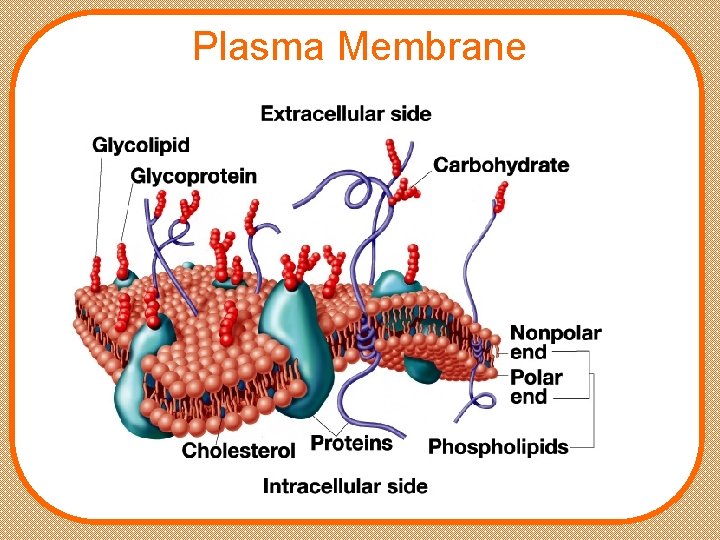 Plasma Membrane 