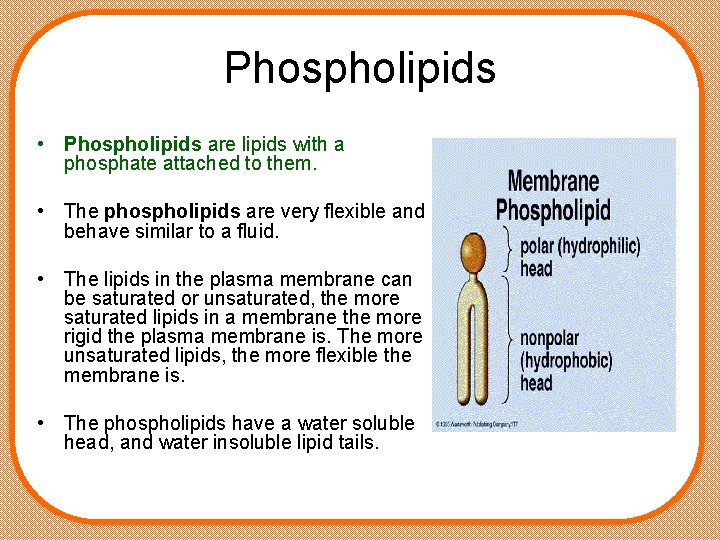Phospholipids • Phospholipids are lipids with a phosphate attached to them. • The phospholipids