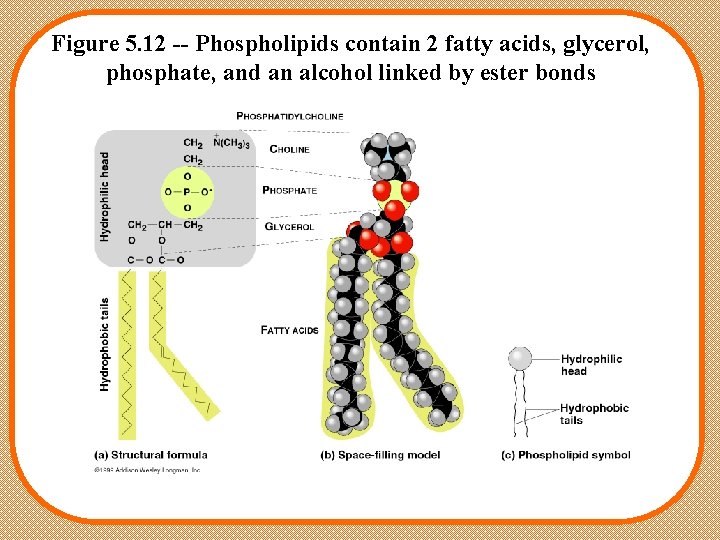 Figure 5. 12 -- Phospholipids contain 2 fatty acids, glycerol, phosphate, and an alcohol