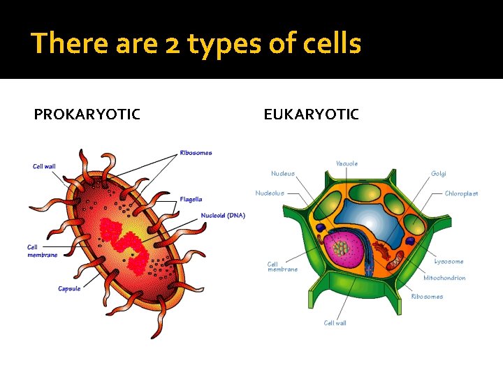 There are 2 types of cells PROKARYOTIC EUKARYOTIC 