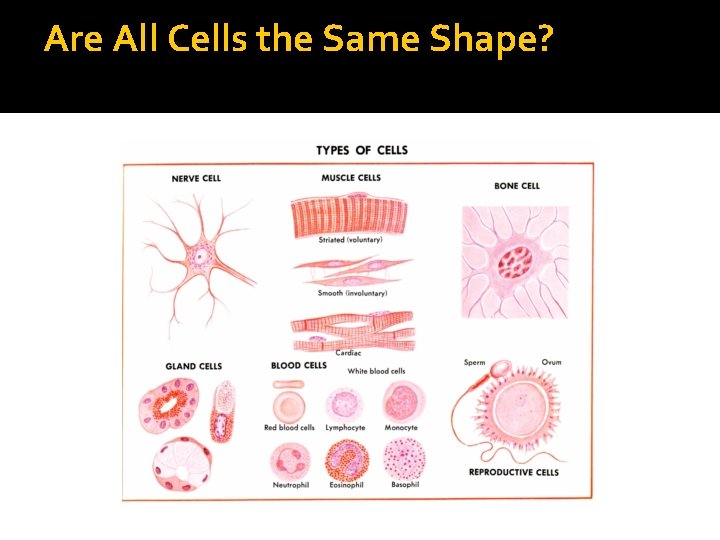 Are All Cells the Same Shape? 