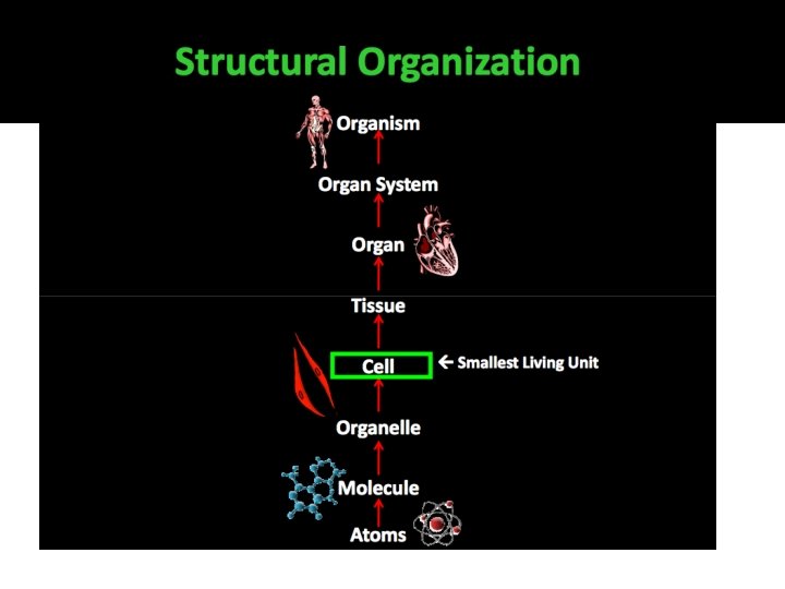 Structural Organization 