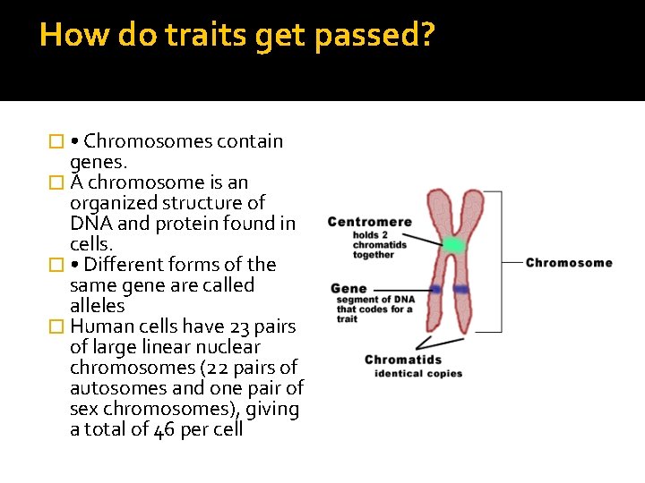 How do traits get passed? � • Chromosomes contain genes. � A chromosome is